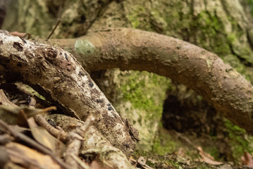 木の根