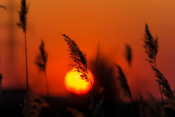 Rays of sunset in the reeds on the Lake. Reed during sunset.