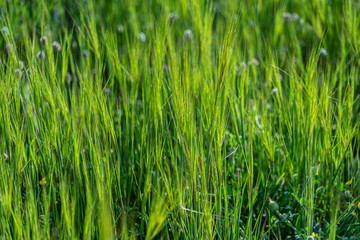 Wild plants and flowers in spring