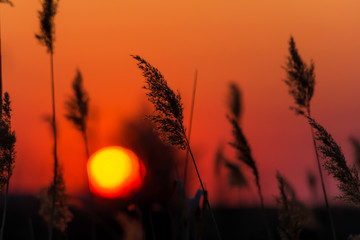 Field of reeds, riverside, red sky, sunset, sunrise. Reeds in sunset.