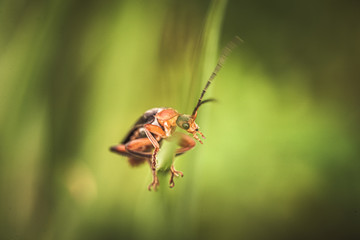 Insekten Makro