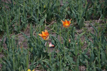 yellow orange tulip of the type Fly Away in a flower bulb field in Noordwijkerhout in the Dutch Bulb Region in spring time