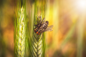 Insekten Makro