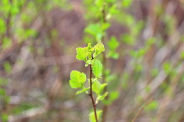 Fashionable shoots of leaves on trees and shrubs. The concept of the beginning of spring, new ideas and beginnings. Stock photo for print and web, wallpaper and background with empty place for text,