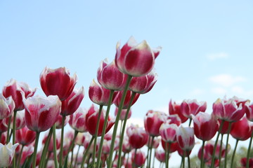 Red with white tulip of the type Toplips illuminated by the sun in a flower bulb field in Noordwijkerhout in the Dutch Bulb Region in spring time