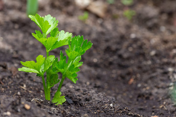 Small celeriac seedling also called celery root or knob celery in the vegetable garden