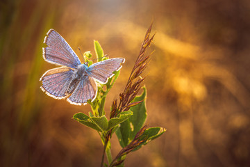 Insekten Makro