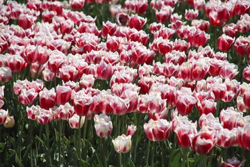 Red with white tulip of the type Toplips illuminated by the sun in a flower bulb field in Noordwijkerhout in the Dutch Bulb Region in spring time