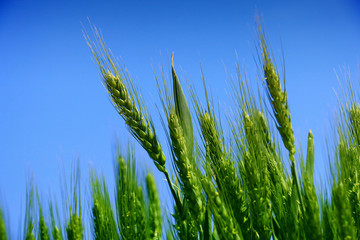 green wheat field close up