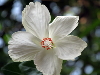 white hibiscus flower