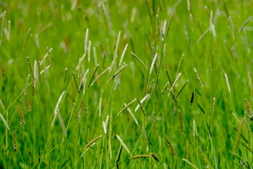 Gräser auf einer Wiese