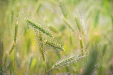 Wild cereals growing on a sunny village field