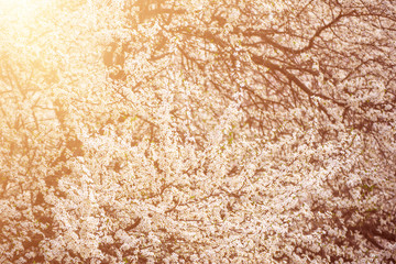 Plum flowers blossom