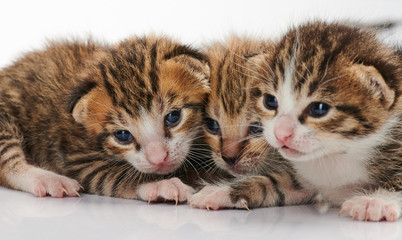 Fototapeta na wymiar Three adorable kitty cats