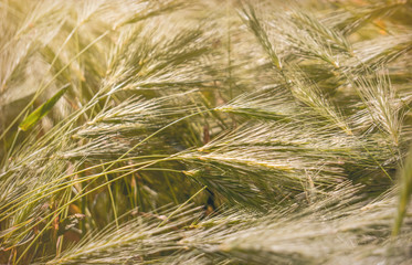 Wild cereals growing on a sunny village field