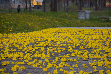 bushes plants flowers in autumn Lithuania Curonian spit Palanga