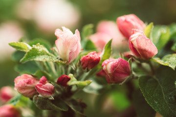 Apple tree flower