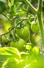  Fresh juicy tomatoes ripening in a garden bed