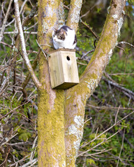 A cat sitting on a birds nesting box 