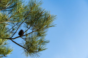 Beautiful large brown bump on trunk of branch against blue sky. Close-up. Pitsunda pine Pinus brutia pityusa. Evergreen landscaped garden. Nature concept for design. There is place for text.
