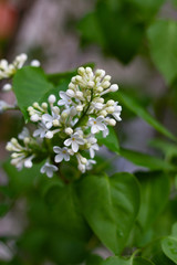 Botanical concept: white Lilac beginning to bloom, young flowers, spring, freshness. Selective focus