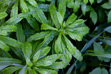 Natural backround: wet young shoots of lilies without flowers after rain in spring