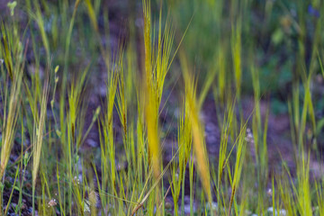 Wild plants and flowers in spring