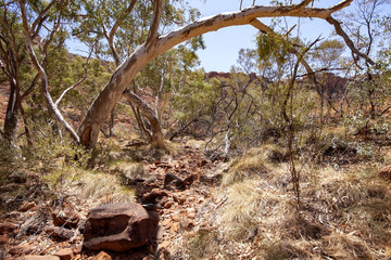 Red rocks, eucalyptus trees, romantic landscape of Kings Canyon, Australia