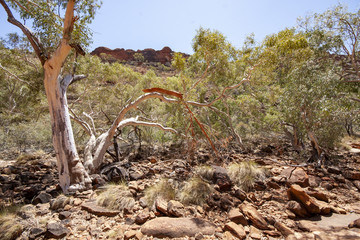 Red rocks, eucalyptus trees, romantic landscape of Kings Canyon, Australia