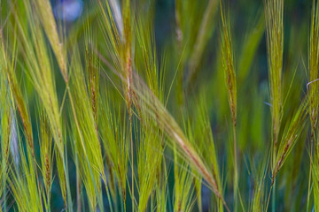 Wild plants and flowers in spring