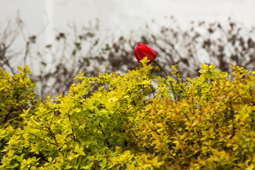 bushes plants flowers in autumn Lithuania Curonian spit Palanga