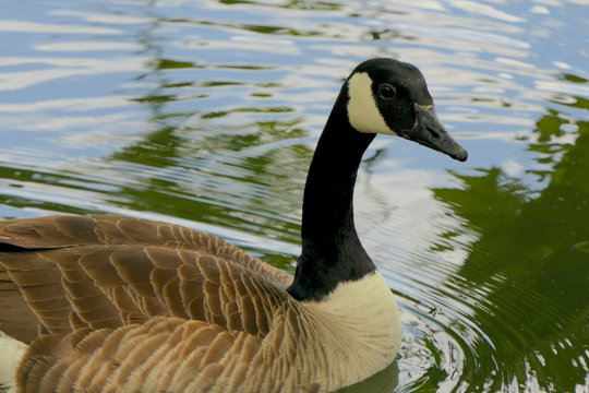 Kanada-Gans