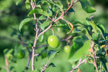 green apples on a tree