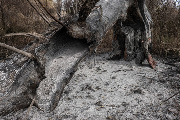 Burnt out tree remnants of a forest fire