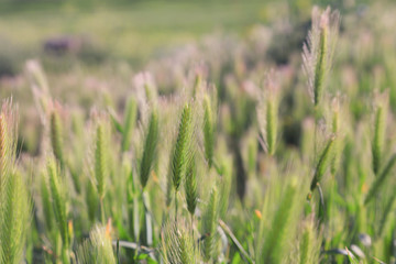 Fototapeta premium field of wheat