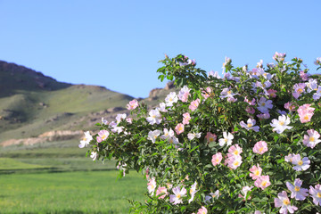 flowers in the mountains