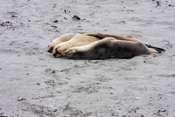 Fototapeta premium Small groups of Australian Sea lion, Neophoca cinerea, lie in the sand on the shore, Flinders Chase National Park. Australia