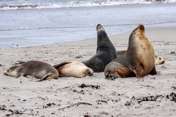 Small groups of Australian Sea lion, Neophoca cinerea,  lie in the sand on the shore, Flinders Chase National Park. Australia