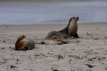 Small groups of Australian Sea lion, Neophoca cinerea,  lie in the sand on the shore, Flinders Chase National Park. Australia