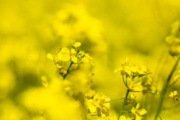 Obraz premium Closeup of yellow spring fileds of canola, rapeseed or rape at sunny day