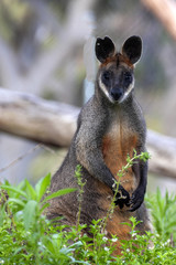 A Wallaby swamp, Wallabia bicolor, sitting on the ground looking for food. Australia