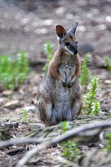 Naklejka na ściany i meble A Wallaby swamp, Wallabia bicolor, sitting on the ground looking for food. Australia