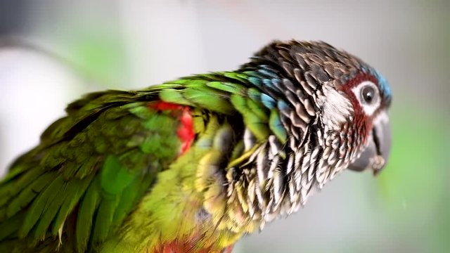 Extreme slow motion closeup of painted parakeet eating safflower seeds