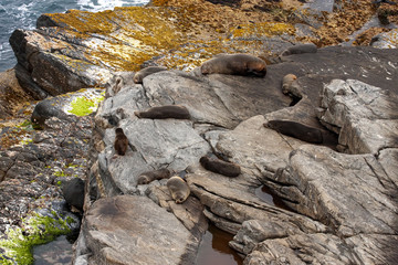 Obraz premium Small groups of Arctocephalus forsteri, Fur Seal, lie on a rocky shore. Australia