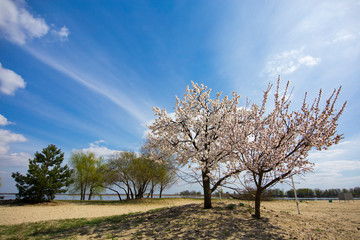 Blooming tree on a background of blue sky. White flowering apricot tree. White tree on the beach on the background of the river