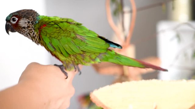 Painted conure stepping on the finger of his human friend to take food