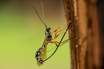 A female sabre wasp drilling into wood to lay eggs