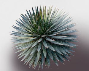 thread agave