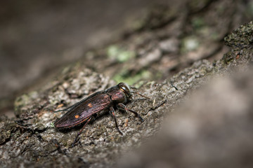 A beautiful metallic jewel beetle sitting on a tree