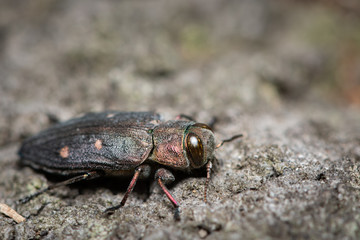 A beautiful metallic jewel beetle sitting on a tree